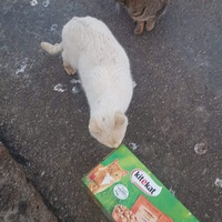 photo de livraison pour Les chats Port-Saint-Louisiens