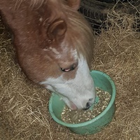 photo de livraison pour Ecurie Refuge APFFEL