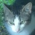 photo animal