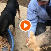 photo de livraison pour Saving Orphaned Souls Sheila's Animal Rescue Mission