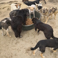 photo de livraison pour Hilfe Statt Trost e.V.