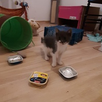 photo de livraison pour Bien vivre avec les Chats Sallélois