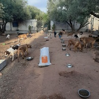 photo de livraison pour Help Adopt Moroccan Animals