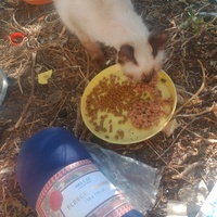 photo de livraison pour Les Chats-Pitresdelavi-Ste