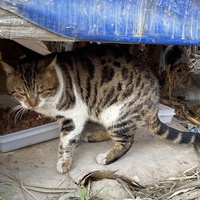 photo de livraison pour Ecole du Chat des Alpilles