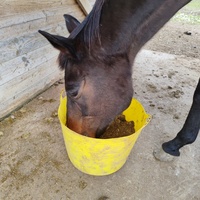 photo de livraison pour Refuge Cheval Nature En Aquitaine