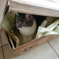 photo de livraison pour Chaperlipopette 77