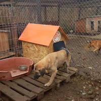 photo de livraison pour Refuge pour chiens de Baia Mare