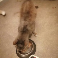 photo de livraison pour Les Chats Libres de la Canterrane