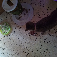 photo de livraison pour Chats Grains d'Amour