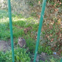 photo de livraison pour Les Chats-Pitresdelavi-Ste