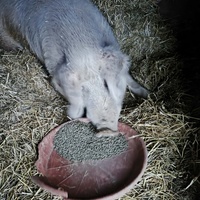 photo de livraison pour Chats Libres de Béziers