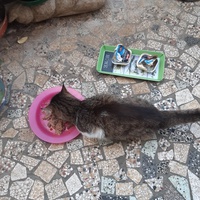 photo de livraison pour L'Arche des Amis à pattes