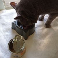 photo de livraison pour Les Chats de la Rue