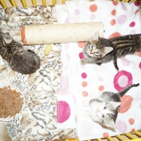 photo de livraison pour Ecole du Chat de Vernon