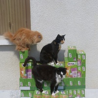 photo de livraison pour Les Chats de l'Oubli