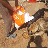 photo de livraison pour Animal Shields Oradea