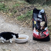 photo de livraison pour Ecole du Chat des Alpilles