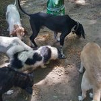 photo de livraison pour P.U.Ž. pomoć ugroženim životinjama Vel Gradište