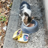 photo de livraison pour Chat L'Heureux Chat l'Ange et Cie