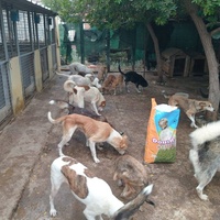 photo de livraison pour Comme Chiens et Chats Maroc