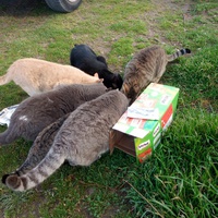 photo de livraison pour Les chats Port-Saint-Louisiens