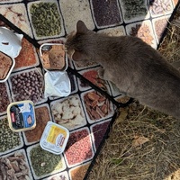 photo de livraison pour École du chat libre du Bocage bressuirais