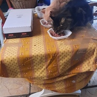 photo de livraison pour La Cantine des Minous