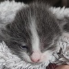 photo association