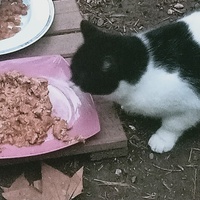 photo de livraison pour Les chats libres de Caro
