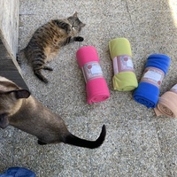 photo de livraison pour SADF (Sauvetage des animaux domestiques de France)