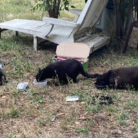 photo de livraison pour Ecole du Chat des Alpilles