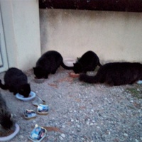 photo de livraison pour ANIMAL ATTITUDE