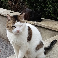 photo de livraison pour Chat de Gout'hier sans Toit