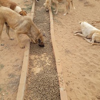 photo de livraison pour Youmn pour la Protection des Animaux à Assilah