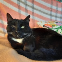 photo de livraison pour Association Des  Chats  De Hyeres