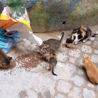 photo de livraison pour ADAN Essaouira