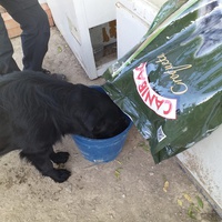 photo de livraison pour Animales Abandonados Granada