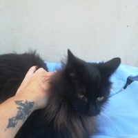 photo de livraison pour Les Chats libres de Calvisson