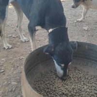 photo de livraison pour 4 Pattes Mogador