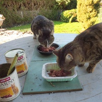 photo de livraison pour Au Bonheur des Chats Libres