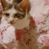 photo de livraison pour Chat L'Heureux