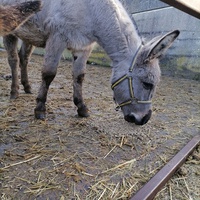 photo de livraison pour Au Bonheur Animal