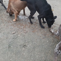 photo de livraison pour Nobody's Dog France