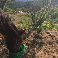 photo de livraison pour Association hippique du Caroux