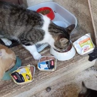 photo de livraison pour Des Cœurs pour les Pattes du 93