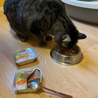 photo de livraison pour Ecole du Chat de Poitiers