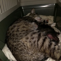 photo de livraison pour Les Chats de Pierrot