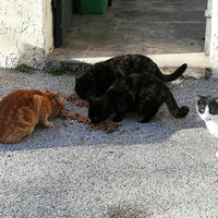 photo de livraison pour Ch'tatrap