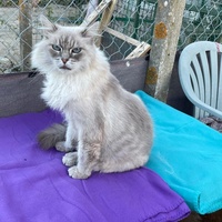 photo de livraison pour Ecole du Chat de Poitiers